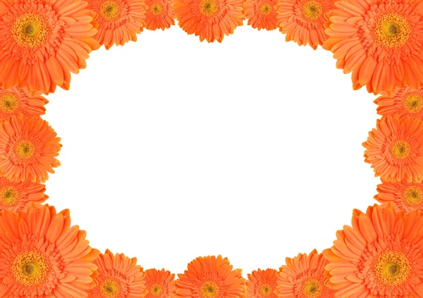 Orange daisy frame