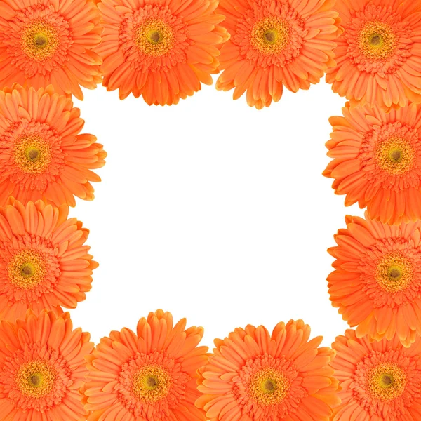 Oranje daisy frame — Stockfoto