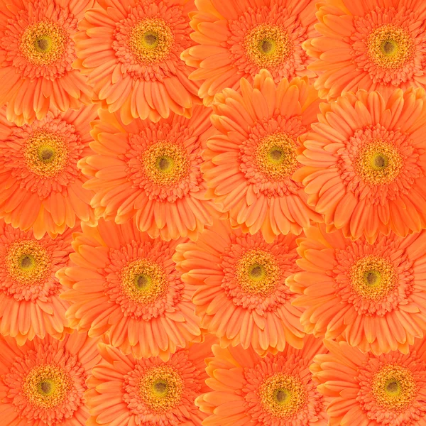 Oranje daisy achtergrond — Stockfoto