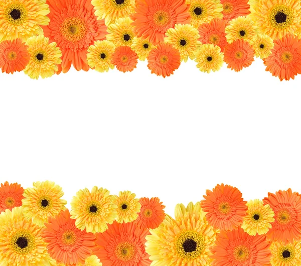 Gele en oranje daisy frame — Stockfoto