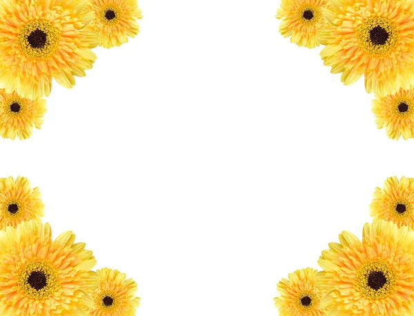 Gele daisy-gerbera frame — Stockfoto