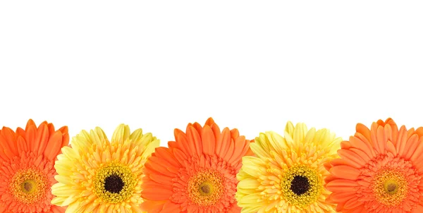 Gele en oranje daisy frame — Stockfoto