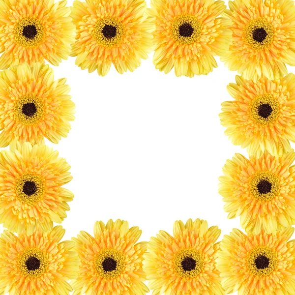 Yellow daisy frame — Stock Photo, Image