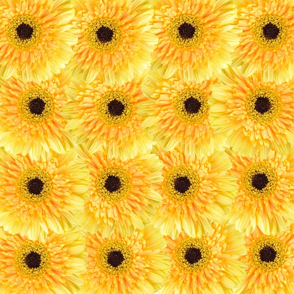 Gele daisy achtergrond — Stockfoto