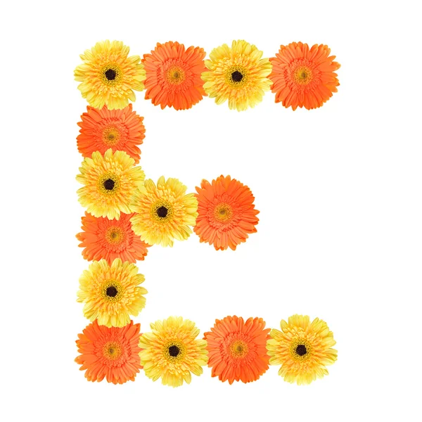 Alphabet E created by flower — Stock Photo, Image