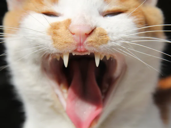 Esneme kedi — Stok fotoğraf