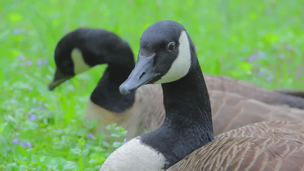 Nahaufnahme Gänse — Stockfoto