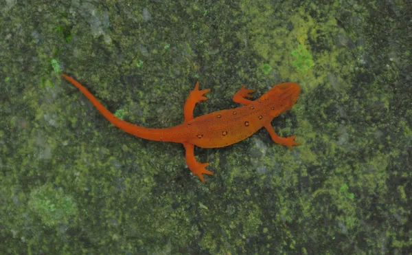 Newt manchado rojo — Foto de Stock