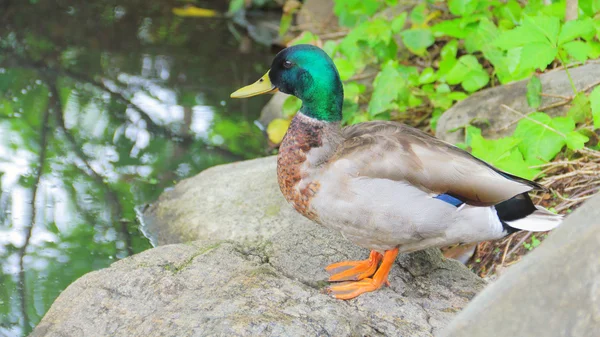 Duck is Contemplating a Swim — Stock Photo, Image