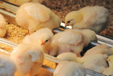 Chicks feeding clipart