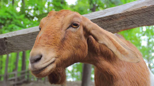 Een nieuwsgierig geit — Stockfoto