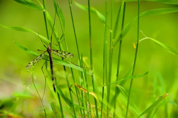 Male Mosquito — Stock Photo, Image