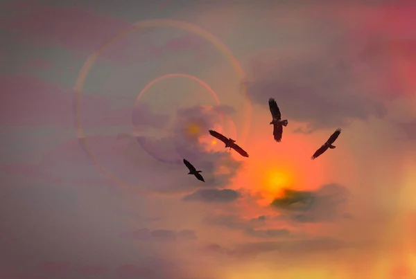 Águias Sunset Abstract — Fotografia de Stock