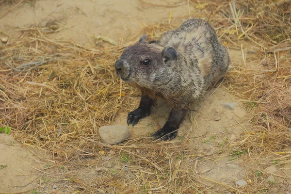 Marmota asustadiza — Foto de Stock