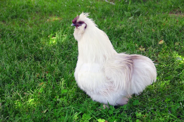 Grama de galinha — Fotografia de Stock