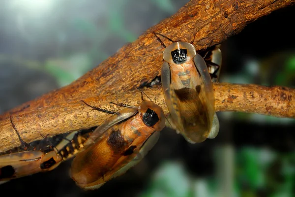 African Cockroaches — Stock Photo, Image