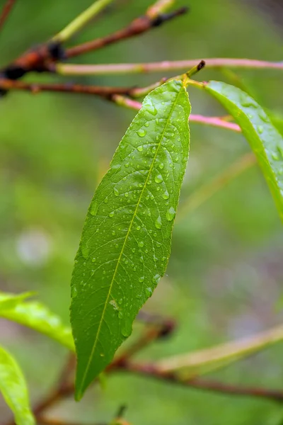 Water Droplets Forsythia Leaf — Stock Photo, Image