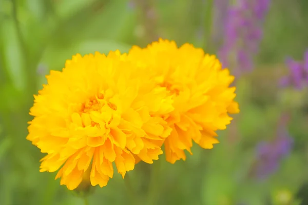 Dos flores amarillas —  Fotos de Stock