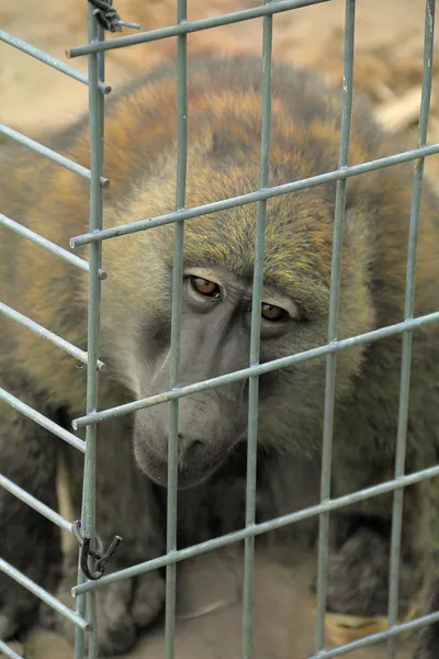 Prisión Ape — Foto de Stock