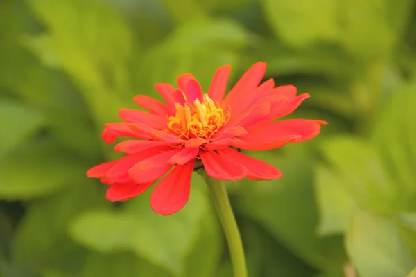 Marguerite rouge d'été — Photo