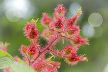 wineberry çiçek
