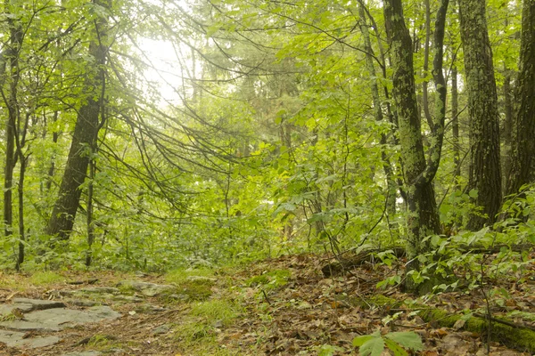 Trail Woods Verão — Fotografia de Stock