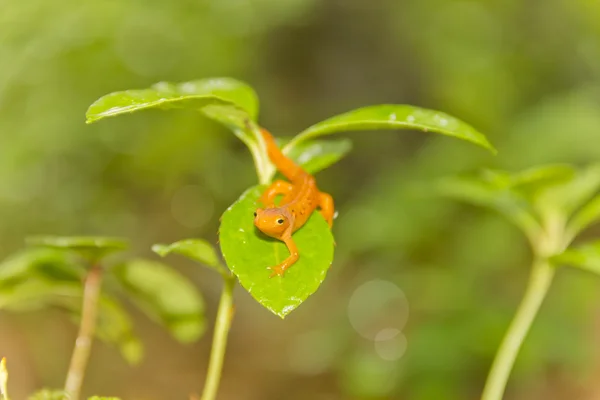 Salamander Leaf — Stock Photo, Image