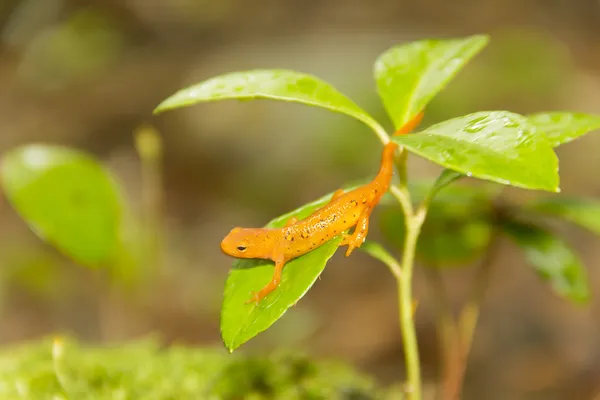 Salamander blad — Stockfoto