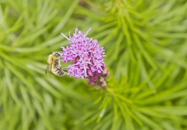 Bumblebee de cerca —  Fotos de Stock
