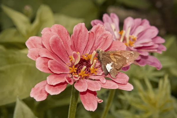 Traça da flor — Fotografia de Stock