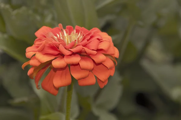 Zinnia Flor silvestre — Fotografia de Stock