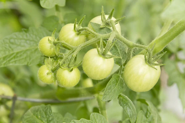 Tomates sin madurar —  Fotos de Stock