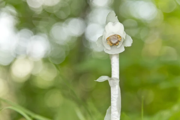 Indian Pipe — Stock Photo, Image