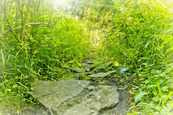 石のパス森 — ストック写真