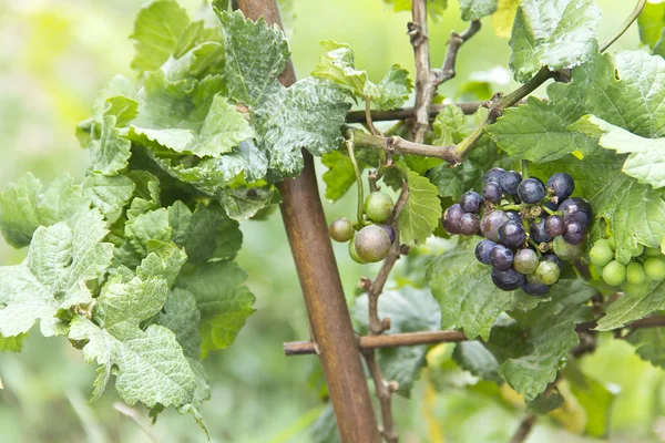 Vitis vinifera — Stockfoto