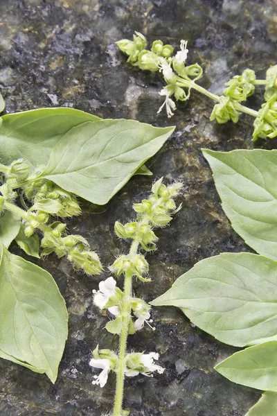 Grått citron lime basilika — Stockfoto