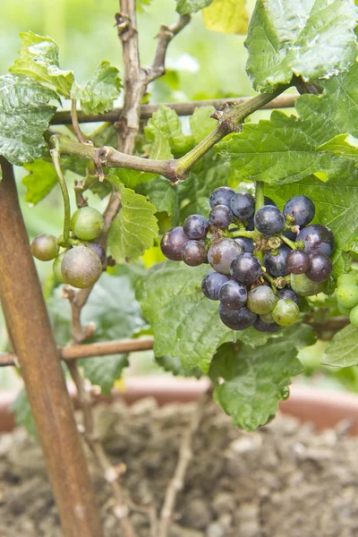 Vitis vinifera — стокове фото