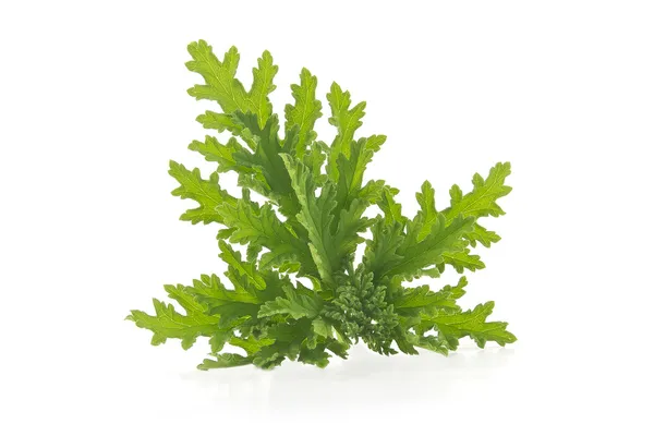 citronella bitki sivrisinek itici