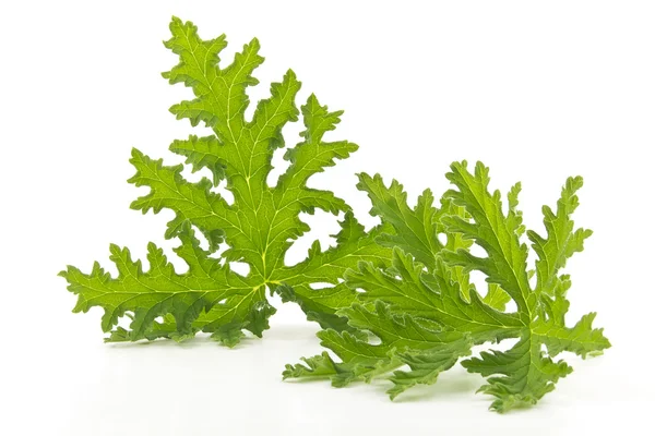 Citronella växt mygga avskräckningsmedel — Stockfoto