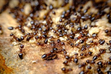 Huge pile of pesky sidewalk ants in closeup macro clipart