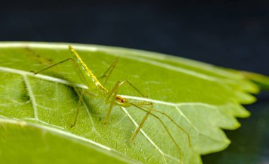 Doğal ortamında yaprakların üzerinde dinlenen renkli yeşil suikast böceği.