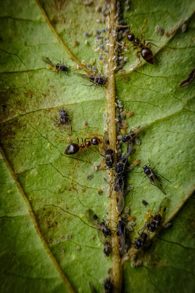 Symbiotische Relatie Mieren Kweken Bladluis Nimfen Voor Honing — Stockfoto