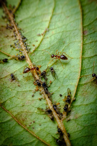 Symbiotic relationship ants farming aphid nymphs for honey