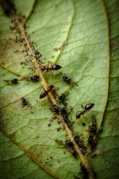 Symbiotic relationship ants farming aphid nymphs for honey