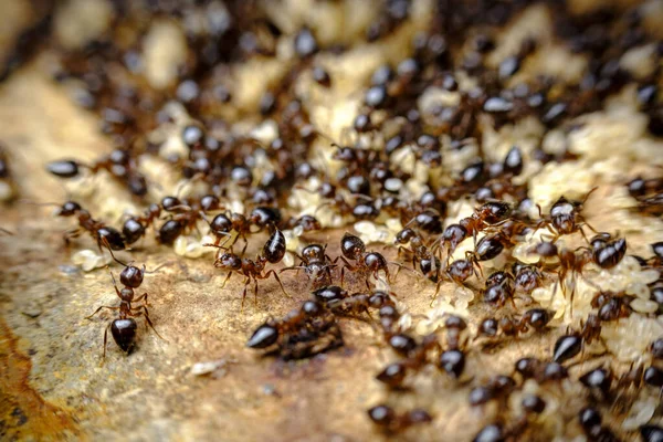 Enorme Stapel Van Vervelende Stoep Mieren Close Macro — Stockfoto