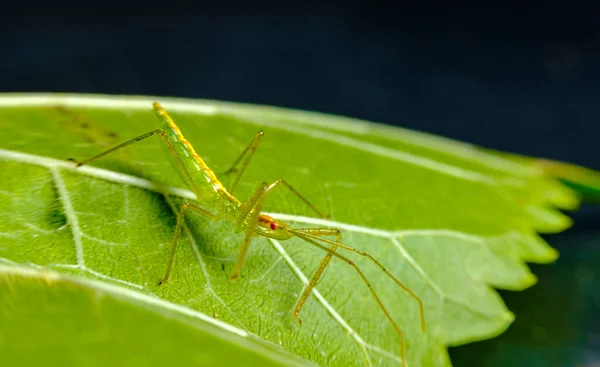 Doğal Ortamında Yaprakların Üzerinde Dinlenen Renkli Yeşil Suikast Böceği — Stok fotoğraf