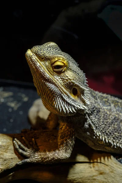 Lagarto Dragão Barbudo Grande Animal Estimação Descansando Tanque Vidro — Fotografia de Stock