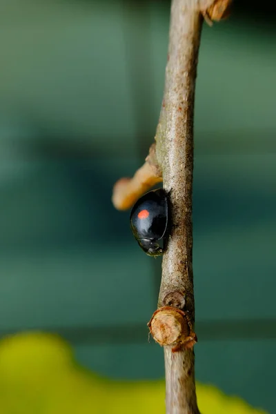 自然栖息地环境中的两刀甲虫 — 图库照片