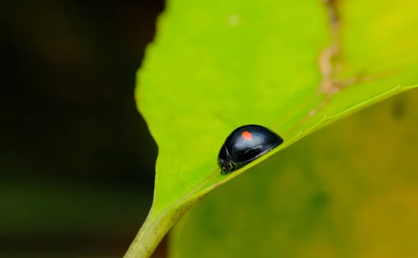 서식지에서 딱정벌레 매크로를 번이나 찔러죽인 — 스톡 사진