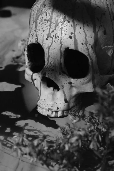血淋淋的秋天假期装饰万圣节头盖骨被打在黑白照片上 效果很好 — 图库照片